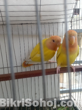 লাভ বার্ড